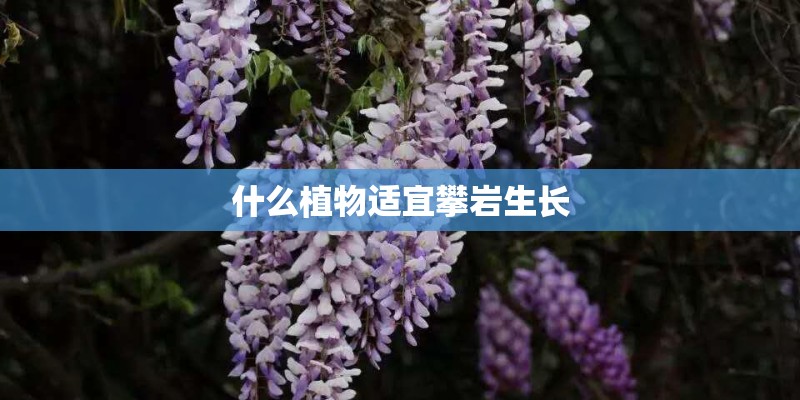 菊花怎么养花开的大