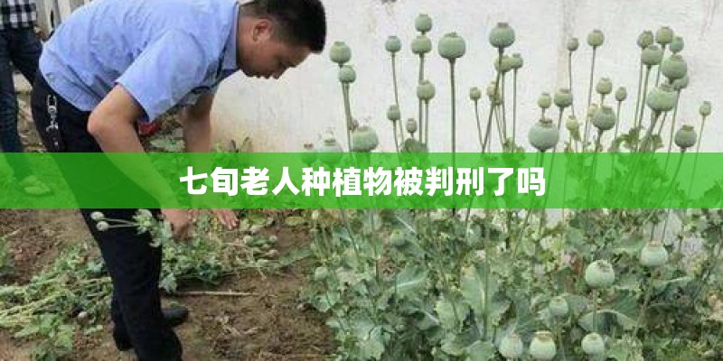 七旬老人种植物被判刑了吗