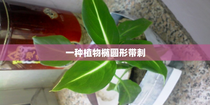 一种植物椭圆形带刺