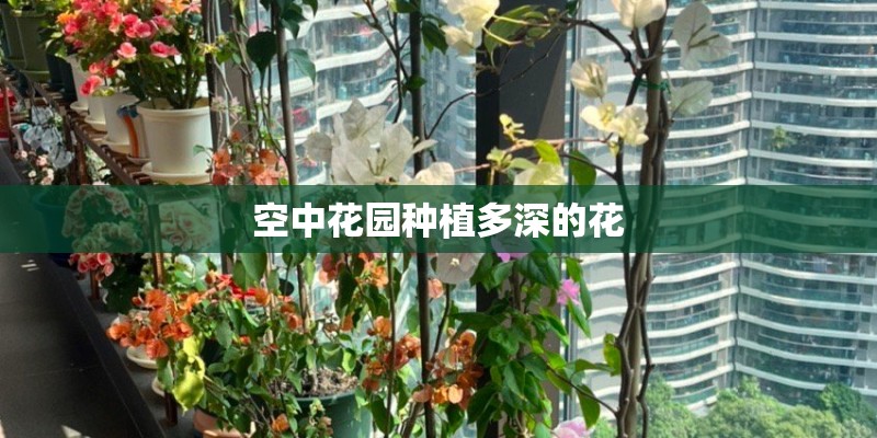空中花园种植多深的花