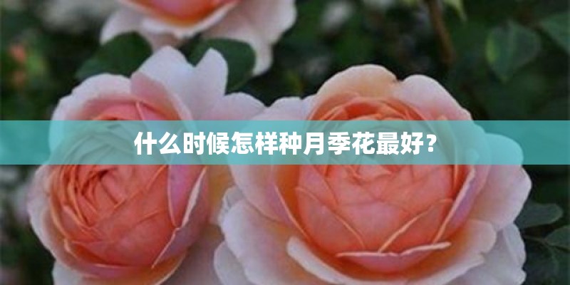 意林各个栏目投稿要求？
