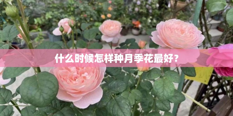 什么时候怎样种月季花最好？