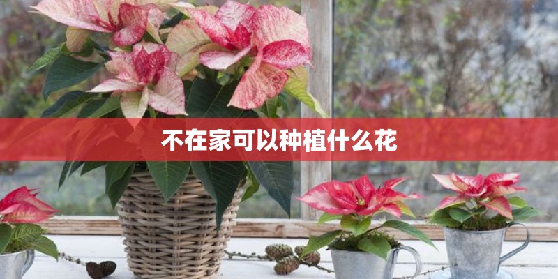 不在家可以种植什么花