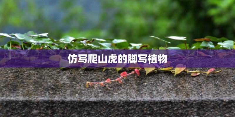 空中花园种植多深的花