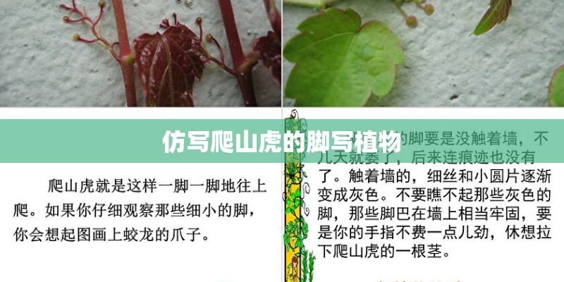 仿写爬山虎的脚写植物