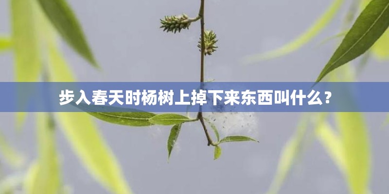步入春天时杨树上掉下来东西叫什么? 步入春天时杨树上掉下来东西叫什么?