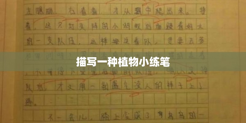 不在家可以种植什么花