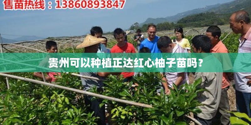 贵州可以种植正达红心柚子苗吗? 贵州可以种植正达红心柚子苗吗?