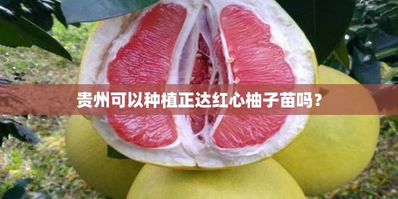 贵州可以种植正达红心柚子苗吗? 贵州可以种植正达红心柚子苗吗?