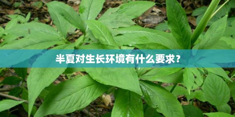 半夏对生长环境有什么要求？