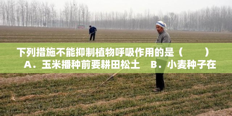 下列措施不能抑制植物呼吸作用的是（　　）    A．玉米播种前要耕田松土    B．小麦种子在入仓前要晒干