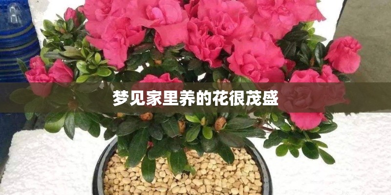 梦见家里养的花很茂盛 梦见家里养的花很茂盛