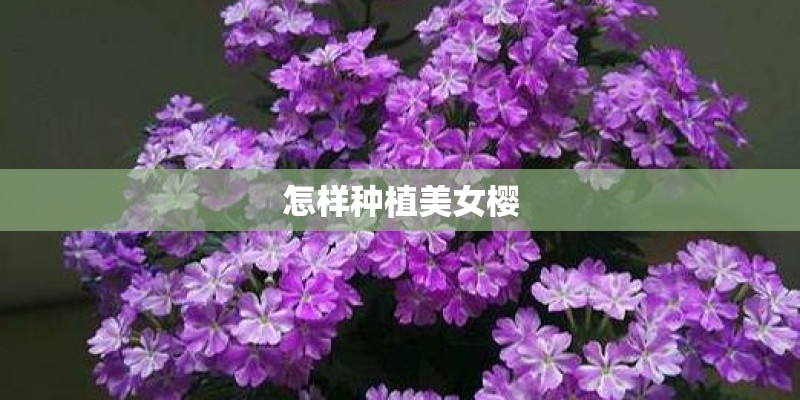 怎样种植美女樱