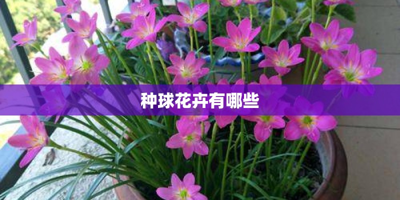 种球花卉有哪些