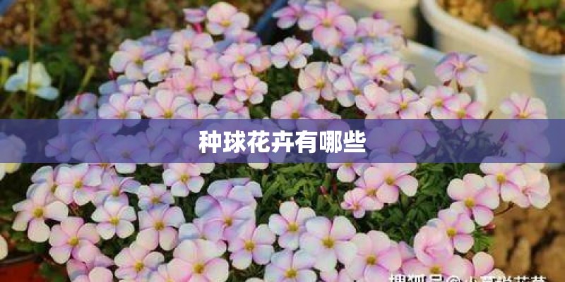 适合厨房的植物