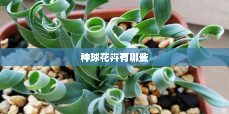 种球花卉有哪些
