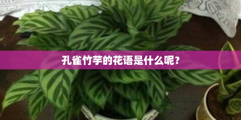 孔雀竹芋的花语是什么呢？