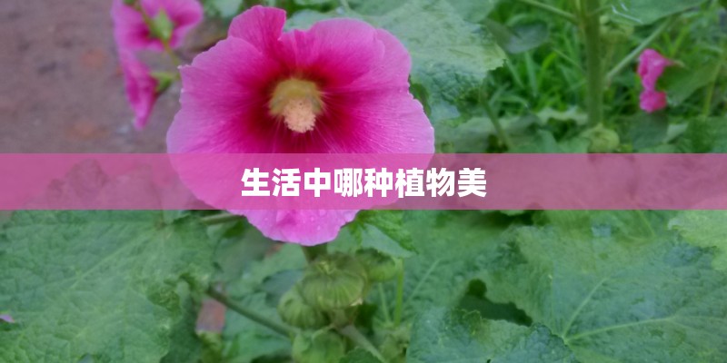 生活中哪种植物美