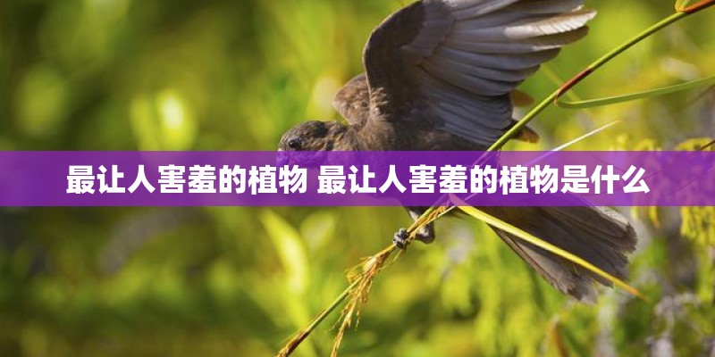 最让人害羞的植物 最让人害羞的植物是什么