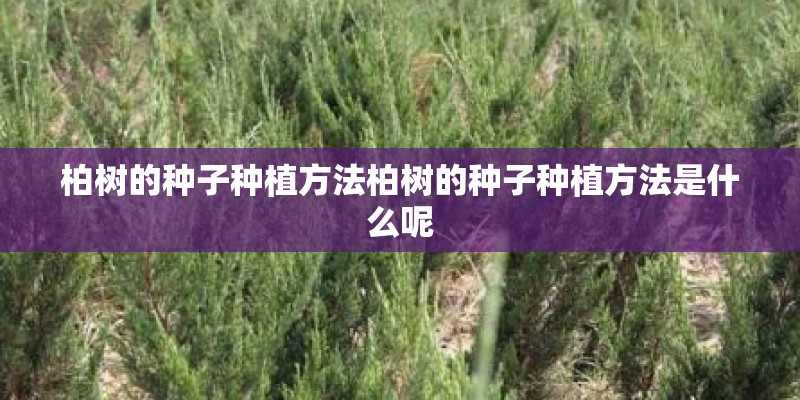 柏树的种子种植方法柏树的种子种植方法是什么呢