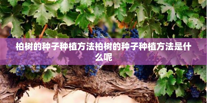 柏树的种子种植方法柏树的种子种植方法是什么呢