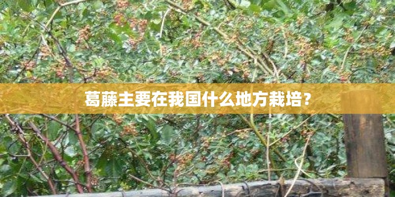 葛藤主要在我国什么地方栽培？