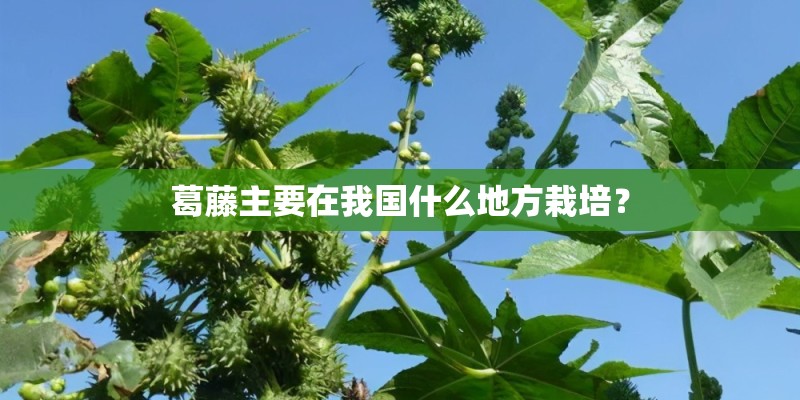 葛藤主要在我国什么地方栽培？