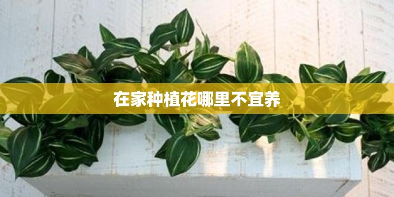 在家种植花哪里不宜养 在家种植花哪里不宜养