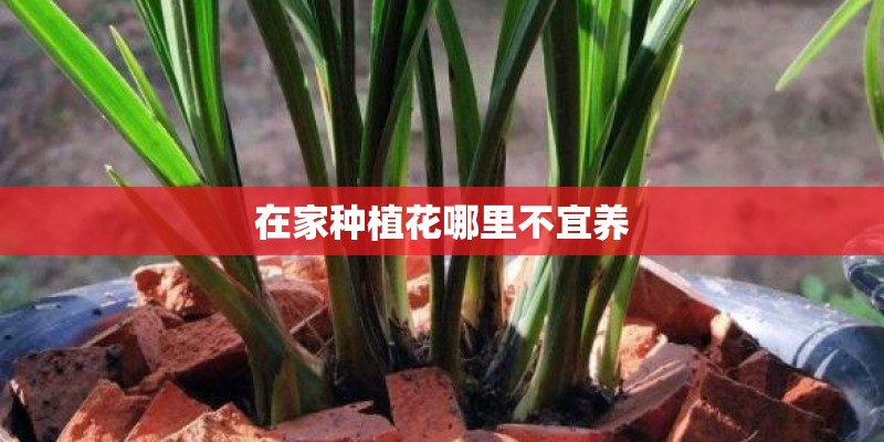 在家种植花哪里不宜养 在家种植花哪里不宜养