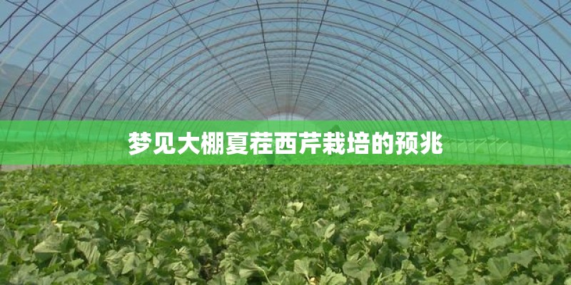 梦见大棚夏茬西芹栽培的预兆