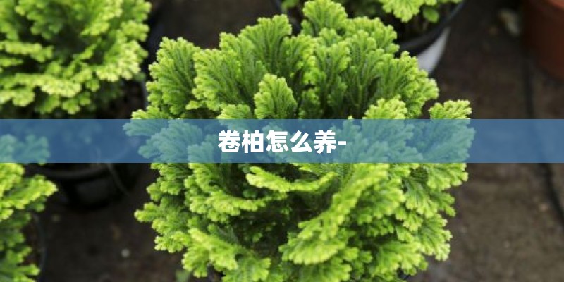 卷柏怎么养-