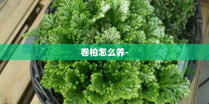 卷柏怎么养-