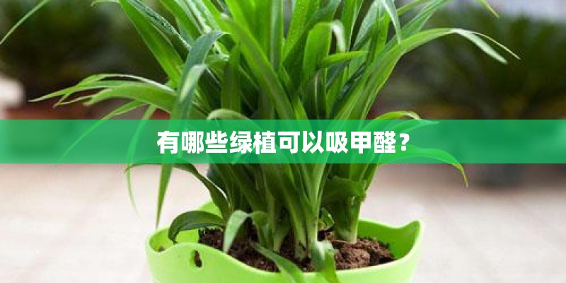 有哪些绿植可以吸甲醛？