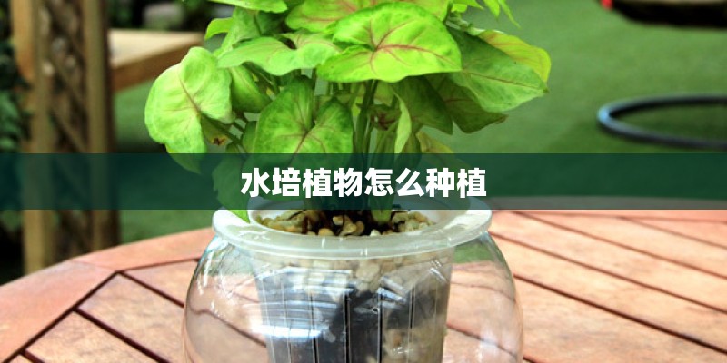 水培植物怎么种植