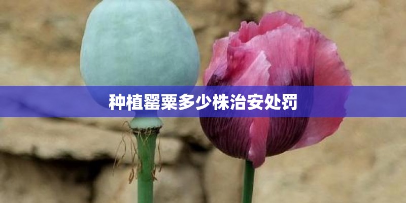 种植罂粟多少株治安处罚