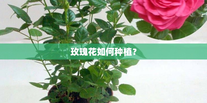 水培植物怎么种植