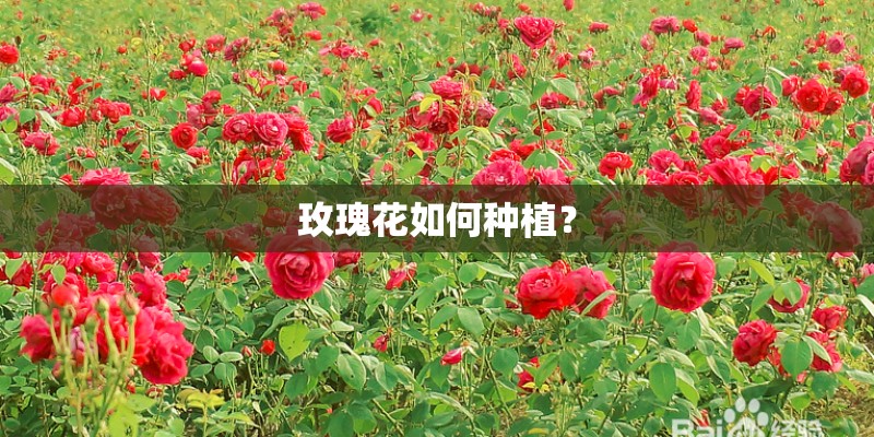 玫瑰花如何种植？