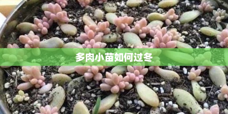 多肉小苗如何过冬