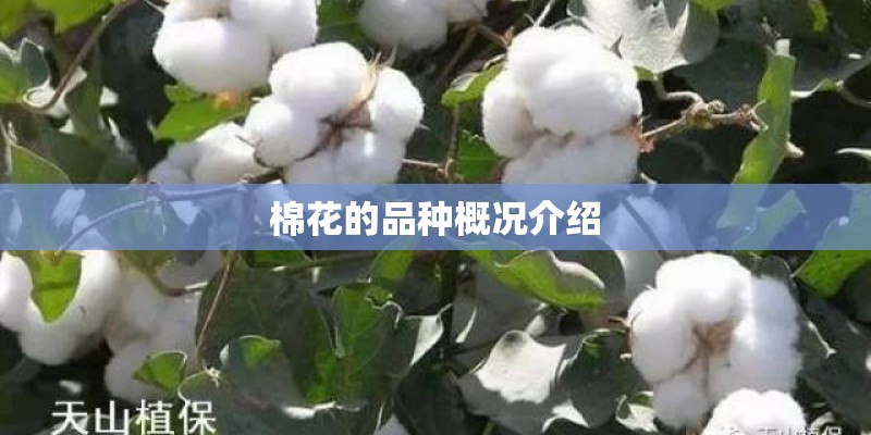 西安利之星奔驰4s店电话