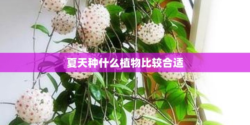 植物所需的基本化学元素？