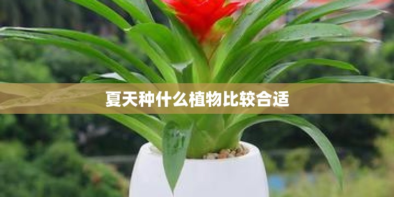 夏天种什么植物比较合适