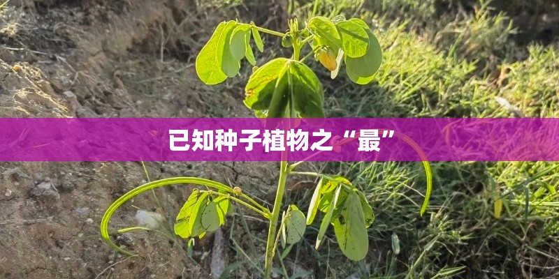 幼儿园植物角水培植物有哪些