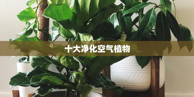 幼儿园植物角水培植物有哪些