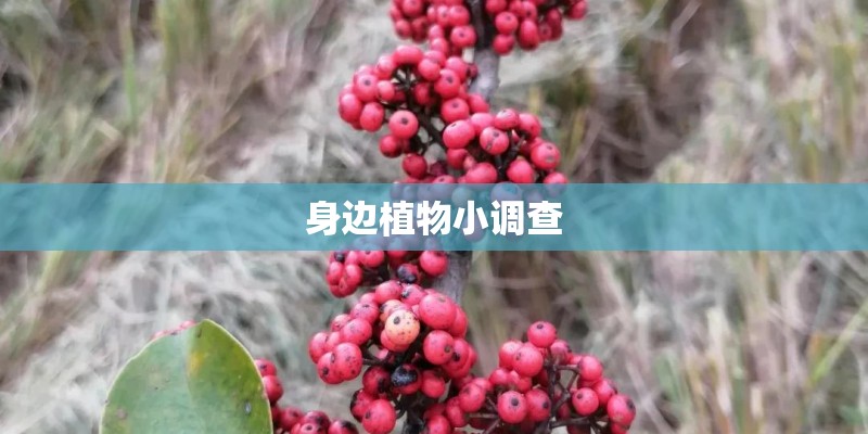 身边植物小调查
