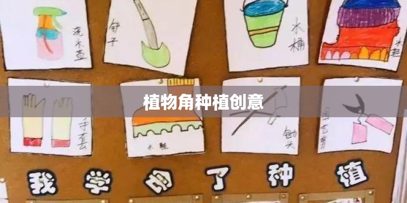 空气凤梨如何长的快