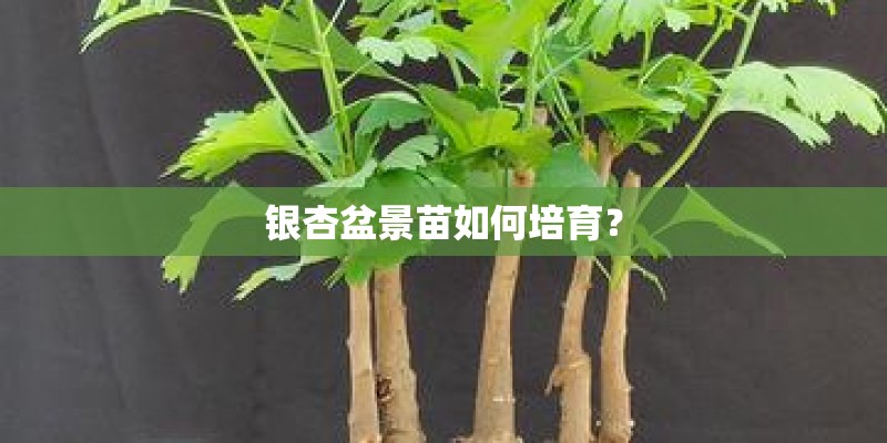 请教矮牵牛经典颜色或系列