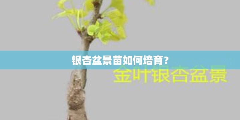 银杏盆景苗如何培育？