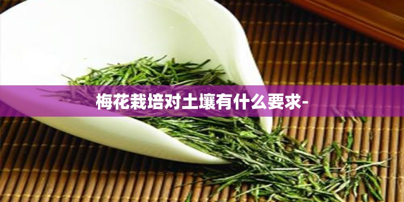 种球花卉有哪些