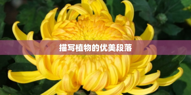 空气凤梨如何长的快