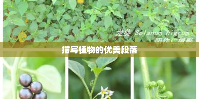 描写植物的优美段落